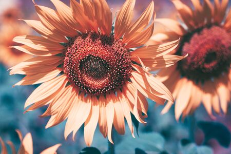 close up view of sunflower flowers in the field . Bright sunflower in sunset light, close-up, selective focusの写真素材