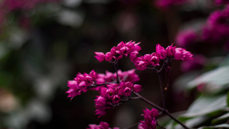 close up Beautiful fairy dreamy magic pink purple flowers on blurry background dark vntag toned ...