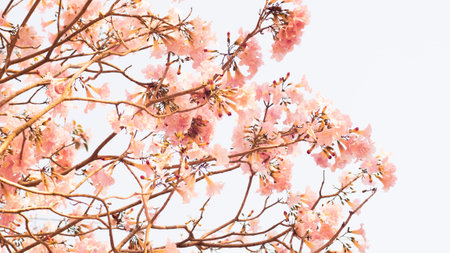 Beautiful pink flower look likes Sakura Flower or Cherry Blossom With Beautiful Nature Background ....