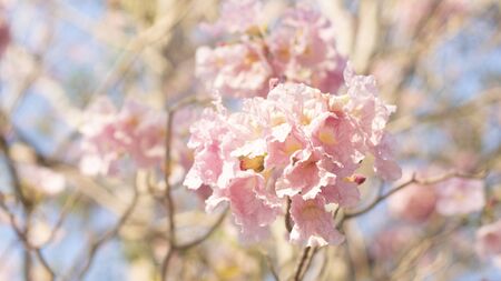 close-up beautiful pink bloosom flower . wedding  or valentine background. love concept .Soft blur focus. In sepia vintage pastel tonedの写真素材
