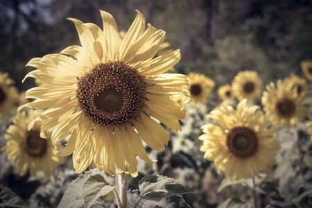 close up view of sunflower flowers in the field . Bright sunflower in sunset light, close-up, selective focusの写真素材