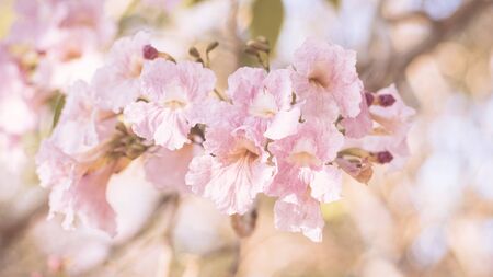 close-up beautiful pink bloosom flower . wedding  or valentine background. love concept .Soft blur focus. In sepia vintage pastel tonedの写真素材