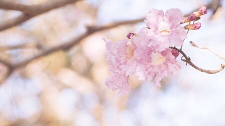 close-up beautiful pink bloosom flower . wedding  or valentine background. love concept .Soft blur focus. In sepia vintage pastel tonedの写真素材