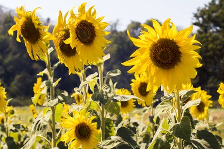 Sunflower field landscape in Thailand . field of blooming flowers . Bright of yellow .の写真素材