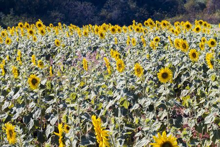 Sunflower field landscape in Thailand . field of blooming flowers . Bright of yellow .の写真素材