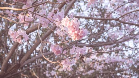 Beautiful pink flower look likes Sakura Flower or Cherry Blossom With Beautiful Nature Background . Spring flower tree blossom. The romantic of pink flower trees for valentine or wedding backgroundの写真素材