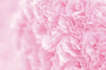 Selective focus Beautiful Pink flowers background . abstract soft sweet pink flower background .Beautiful  pink roses flower blossom flower background design floral . valentine's day backgroudの写真素材