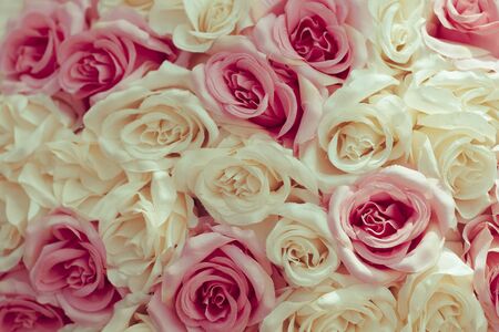 Selective focus Beautiful Pink flowers background . abstract soft sweet pink  white flower background .Beautiful  pink roses flower blossom flower background design floral . valentine's day backgroudの写真素材