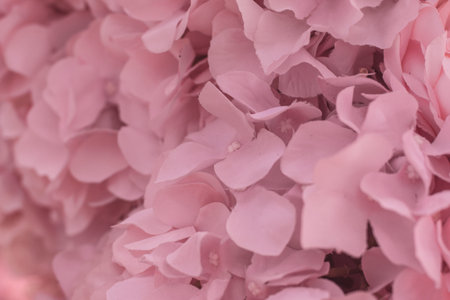 Selective focus Beautiful Pink flowers background . abstract soft sweet pink flower background .Beautiful  pink roses flower blossom flower background design floral . valentine's day backgroudの写真素材