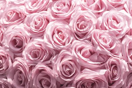 Selective focus Beautiful Pink flowers background . abstract soft sweet pink flower background .Beautiful  pink roses flower blossom flower background design floral . valentine's day backgroudの写真素材