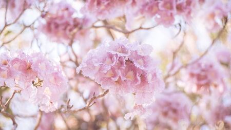 close-up beautiful pink bloosom flower . wedding  or valentine background. love concept .Soft blur focus. In sepia vintage pastel tonedの写真素材