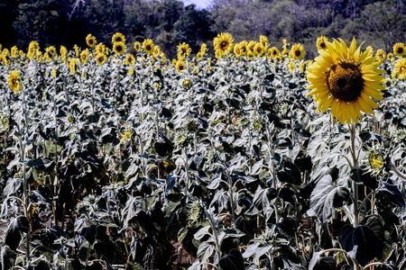 Sunflower field landscape in Thailand . field of blooming flowers . Bright of yellow .の写真素材