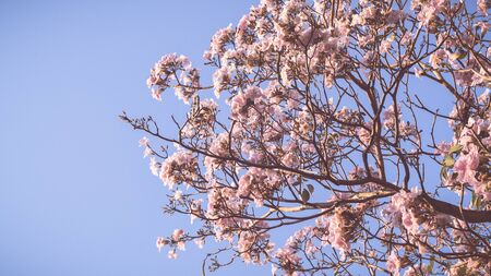 close up beautiful landscape of spring with pink flower .Blooming tree twigs .pink  flowers blooming on tree in springtime .Beautiful cherry blossom sakura in spring time over blue sky.の写真素材