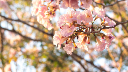 close-up beautiful pink bloosom flower . wedding  or valentine background. love concept .Soft blur...