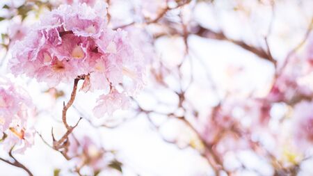 Close-up beautiful pink blossom flower. Wedding or valentine background. Love concept .Soft blur focus. In sepia vintage pastel tonedの写真素材