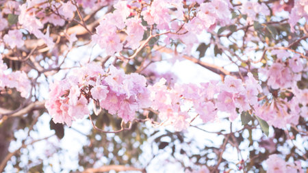 Beautiful pink flower look likes Sakura Flower or Cherry Blossom with Beautiful Nature Background. Spring flower tree blossom. The romantic of pink flower trees for valentine or wedding backgroundの写真素材