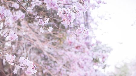 Beautiful pink flower look likes Sakura Flower or Cherry Blossom With Beautiful Nature Background . Spring flower tree blossom. The romantic of pink flower trees for valentine or wedding backgroundの写真素材