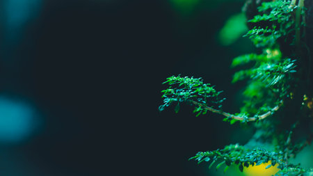 Moist Green Moss Growing near a Waterfall Close-up fresh clean waterfall surrounded by green moss covered rocks. Nature close up backgroundの写真素材