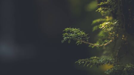 Moist Green Moss Growing near a Waterfall Close-up fresh clean waterfall surrounded by green moss covered rocks. Nature close up backgroundの写真素材