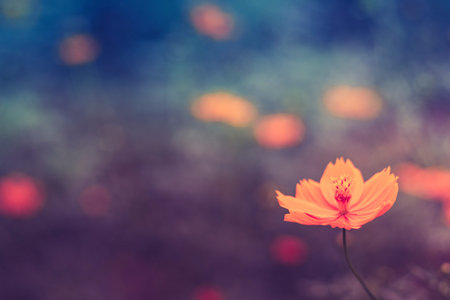 Close up single Orange cosmos Cosmos sulphureus or yellow cosmos. Yellow-orange blooms. Yellow-orange blooms on blurred field of flower background in vintage toneの写真素材