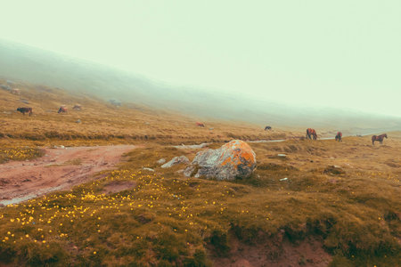 Panorama road after rains in Mountain Foggy Carpathian Mountains peaks on a foggy autumn morning with agriculture cows in field. Bucegi Mountains, Romania Europeの写真素材