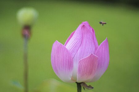 Pink Lotus blossom Bud. Beautiful lily water against bright green nature backgroundの写真素材