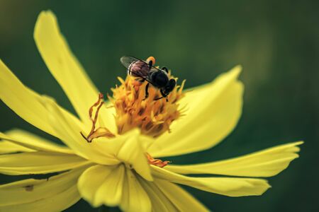 Blurred unclear nature background bee or honeybee on yellow flower collects nectar. Golden honeybee on flower pollenの写真素材