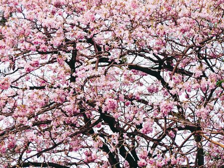 Pink flower tree flower branches with realistic pink. Spring summer flower in pink.の写真素材