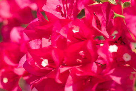 Red Bougainvillea flowers background.   Bougainvillea glabra. Paper flower nature spring background.  Popular landscape plant   Southern Californiaの写真素材
