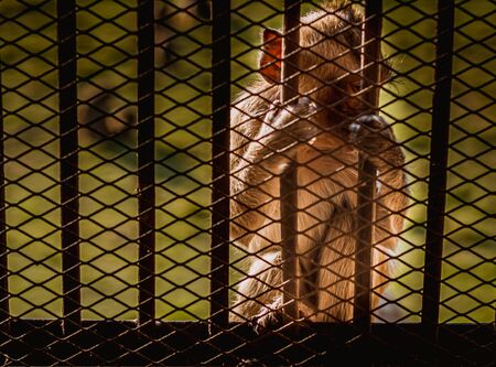 Paw Hand of monkey with fingers holding the chain-link fence of the cage. Represents the lack of freedom.の写真素材