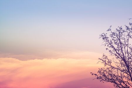 Dry tree of branch nature over orange pink color sky sunset twilight evening time beautiful background.の写真素材