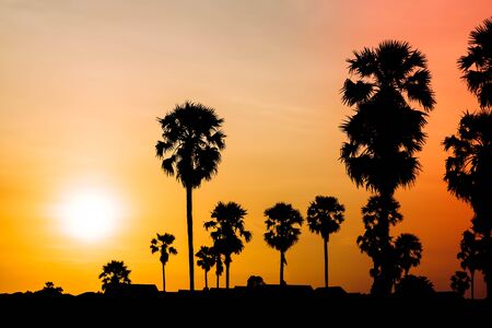 Silhouette of coconut palm trees during sunset next the sea water on island in Thailand. Nature and travel concept. Sun, red sky. Silhouette of Palmyra Palm fieldの写真素材