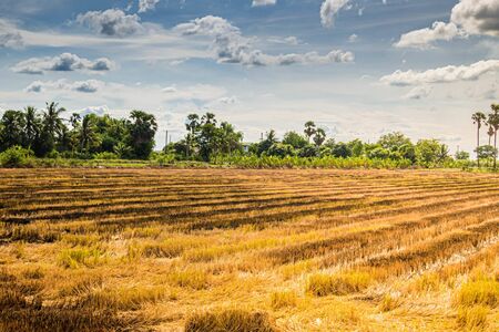 Landscape panorama of Burned paddy field. Global warming environment pm2.5.の写真素材