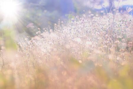 Wild grass field landscape with spikes. Rural scene. Nature concept. Blurred soft focus. Grass flower, close up soft focus a little wild flowers grass in sunrise and sunset background warm vintage;の写真素材