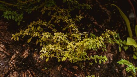 Wall with green ivy leaves. Abstract nature background idea imageの写真素材