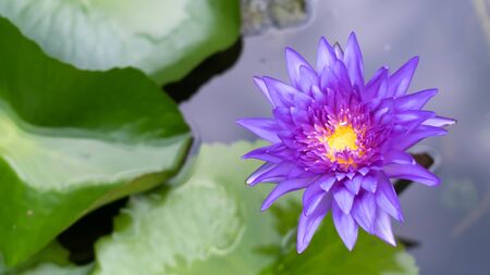 Violet lotus blooming in the pond. Bright Purple Lotus flowers In the Pond.の写真素材