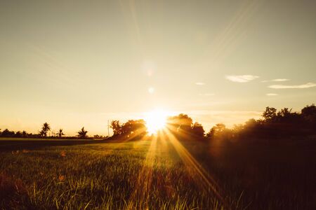 Soft focus Rice field and sky background at sunset time with sun rays.の写真素材