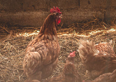 Indoor domestic chicken animal farm agriculture, chicken feeding, broiler chicken feeding with organic food.の写真素材