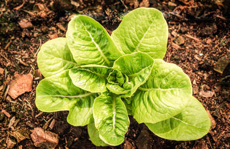 Lettuce farm .small lettuce plants.の写真素材