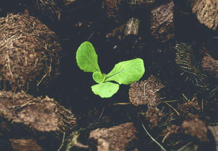 Lettuce farm .small lettuce plants.の写真素材