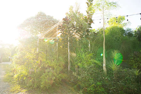 Soft focus sunlight in evening of summer. Cactus Botanic Garden.の写真素材