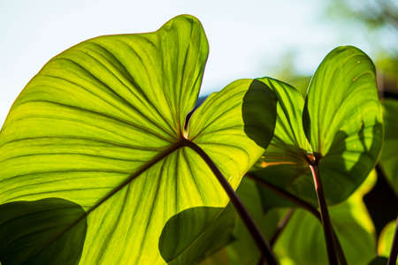 Close up green Homalomena Rubescen leaves. Sunshine through green leaves, nature spring.の写真素材