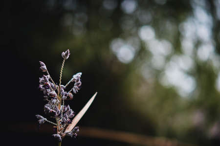 Selective focus of flower on dark green nature background bokheの写真素材