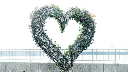 Heart shaped gate decorate with purple pink and green bougainvilleaの写真素材