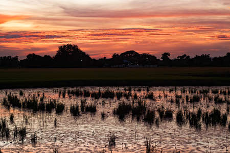 Panorama scenic of sunset silhouette in orange  above agriculture field and lakeの写真素材