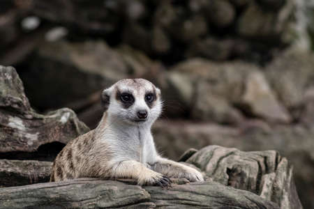 Close up cute relax meerkat (suricatta) that small animal lying or sit on log timber wood over blur nature background.の写真素材