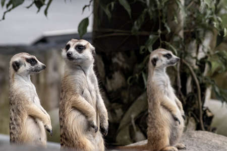 Close up on three Cute meerkats that small animal its standing to alert look in forward on a small timber that put on nature rock ground with blur nature background.の写真素材