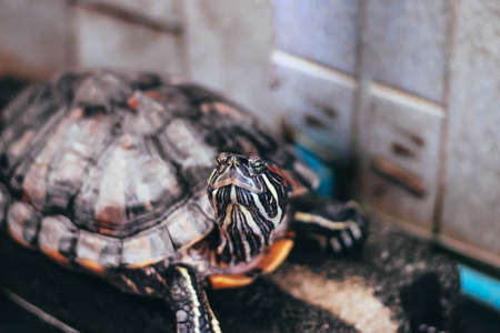 Red Eared Slider Close-up. Side view pet turtle red-eared sliderの写真素材