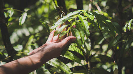 Selective focus man hand touching green leaf shadow and sunlight through forest. Ecological concept backgroundの写真素材