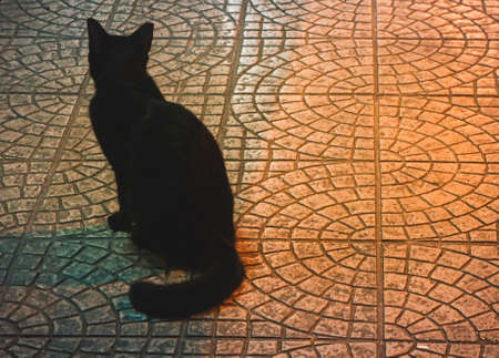 Black cat long tail back view animal alone sitting on street at nightの写真素材